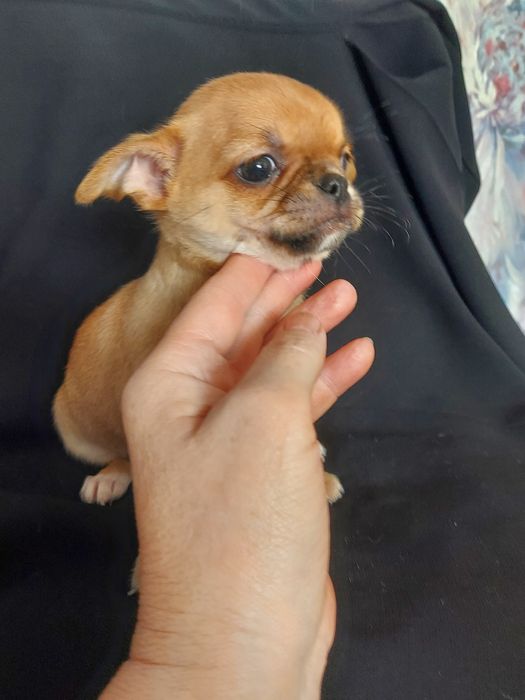 Продаю щенков чихуахуа