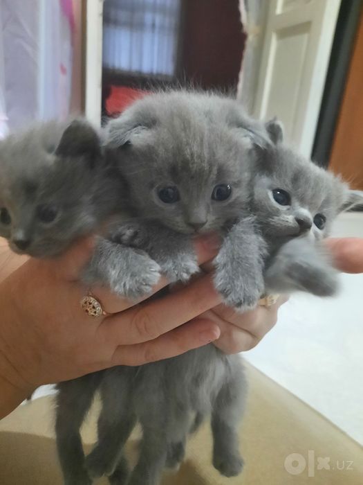 Продают катята  мальчик  девочка  1  месяц