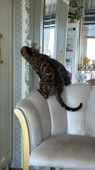 Toza zotli bengallar xammasi ugil bola