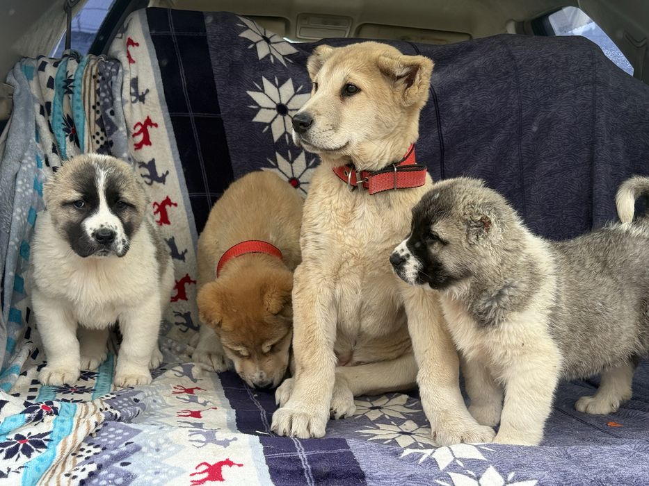 Щенки Алабай тобета