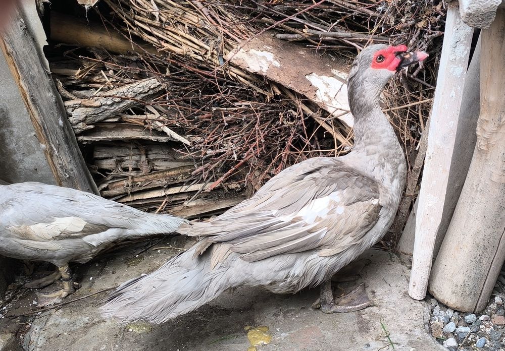 ГЕРМАНСКИЙ индоутка Таййор бизнес