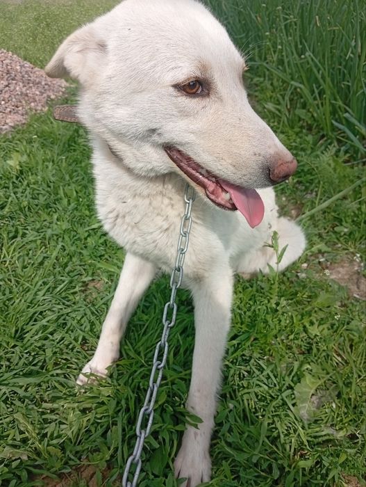 Очаровательные Беляши ищут добрых родителей