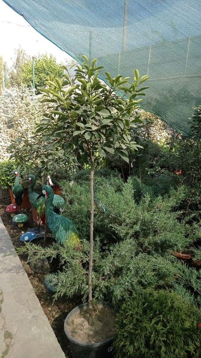 Рулонные газоны + посев семена. Из первых рук.