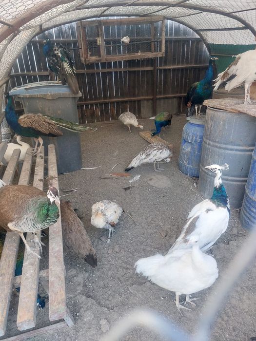 Vand pauni maturi si pui