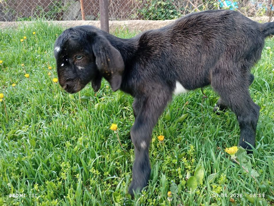 Продаются козлята