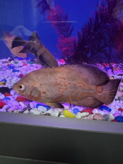 Baliq astiranatus sotiladi 15  17 sm