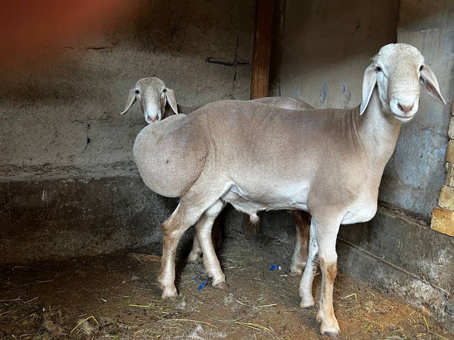 Qo’ylar Sotiladi: 3 ta sog‘lom Arashan qo‘y