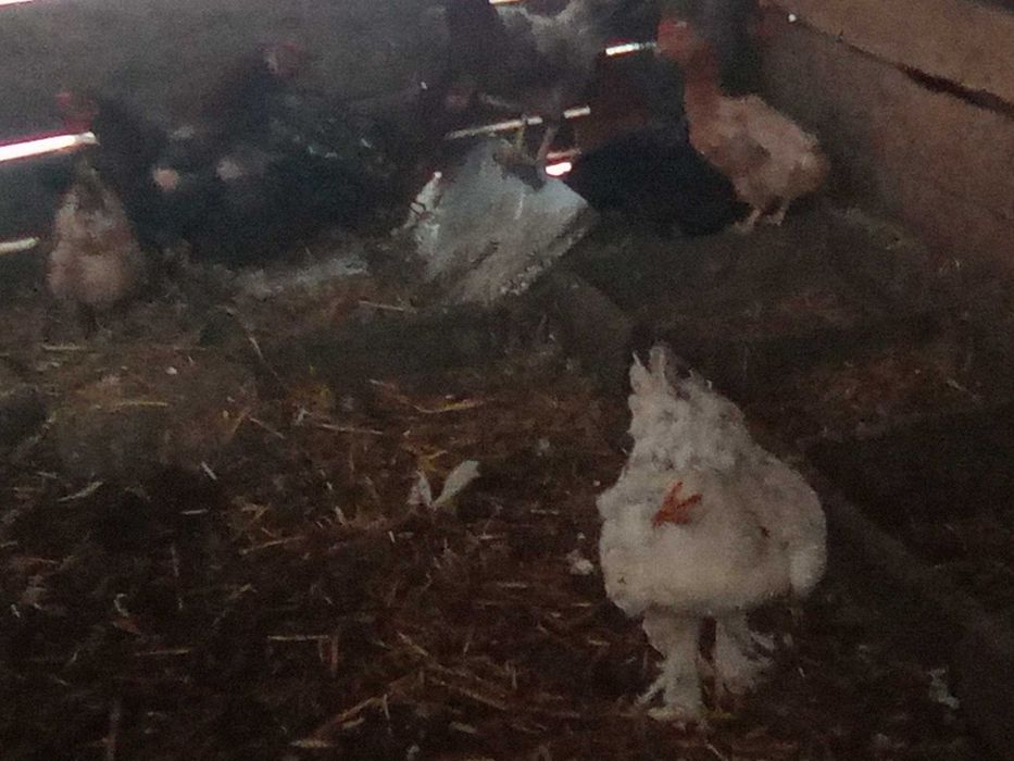 Vând găini, cocoși, curci.
