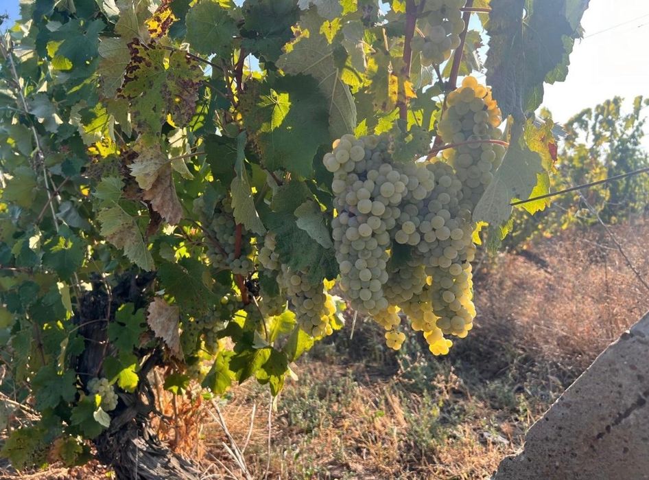Struguri de vanzare