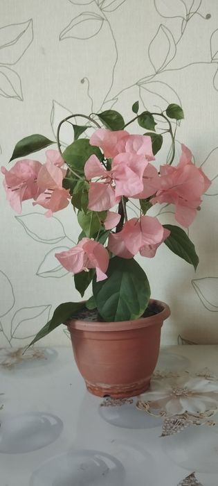 Бугенвиллия Замиокулькас- долларовое дерево