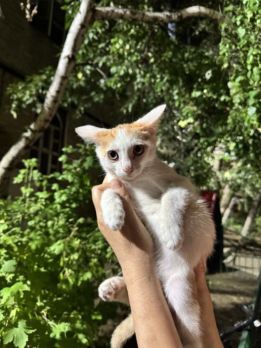 Котенок ищет дом!