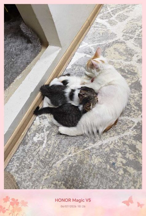 Котенок, дома родился, домашний