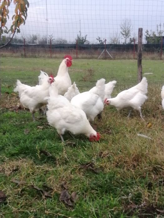 Vand oua de gaini rasa La bresse 8 lei