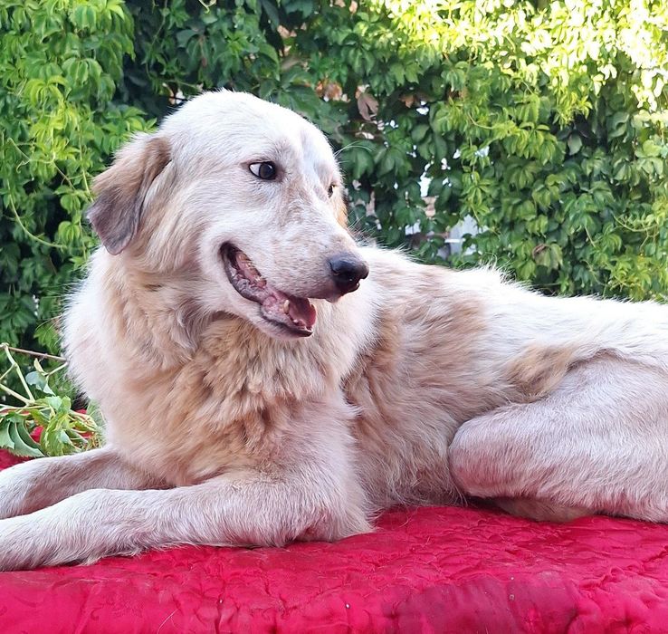 Лунтик, ищет любящую семью