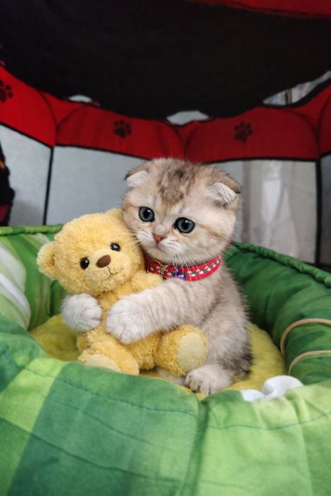 Золотая шиншилла  скотиш фолд