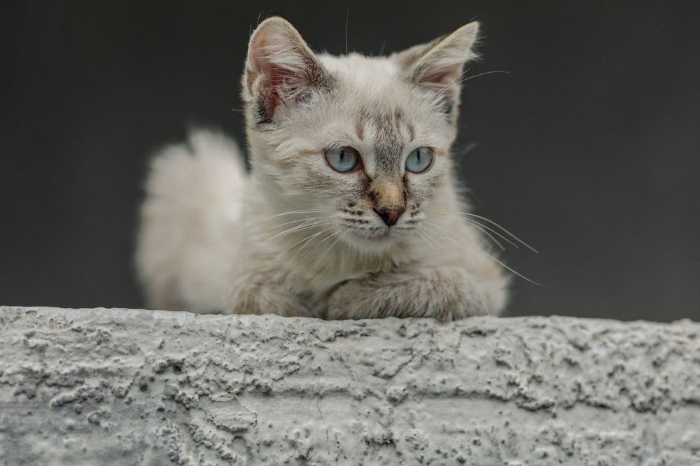 Котенок ищет любящий дом