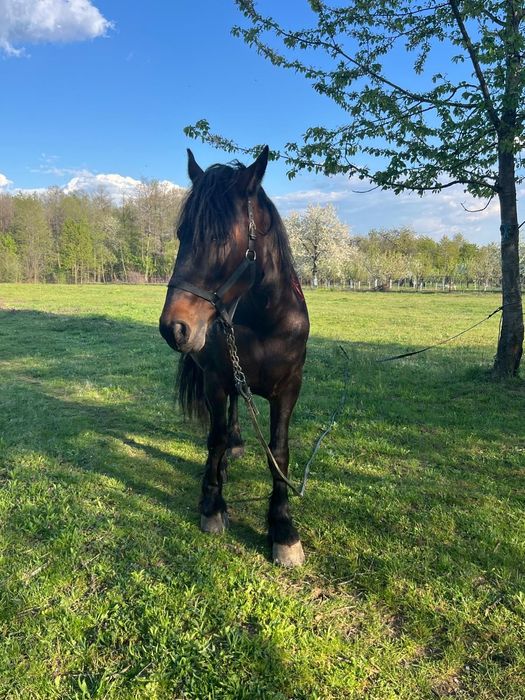 Vand iapa rasa Metis Frizian