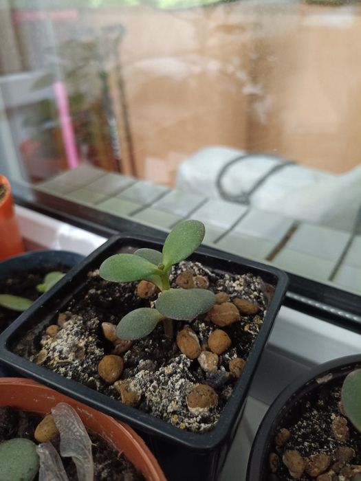 Толстянка (денежное дерево)