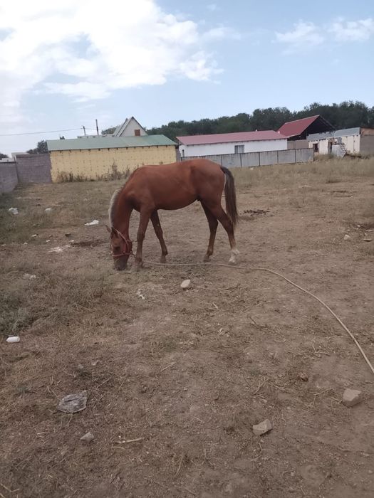 Продам молодого конЯ