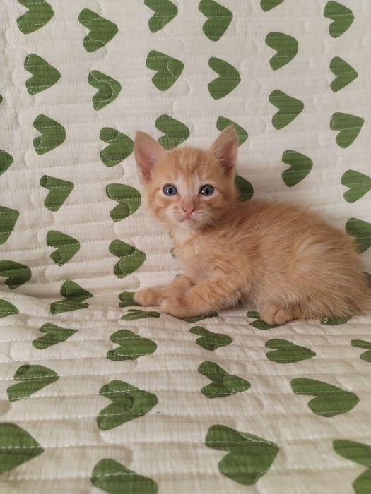 Отдам Котят В Хорошие Руки
