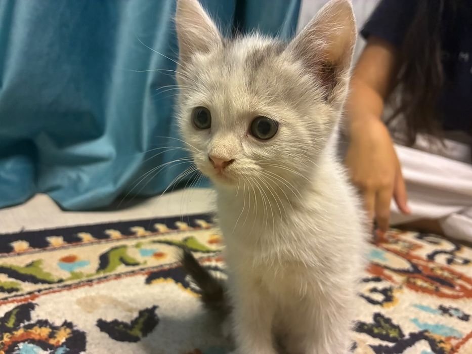 Отдам котят в добрые руки