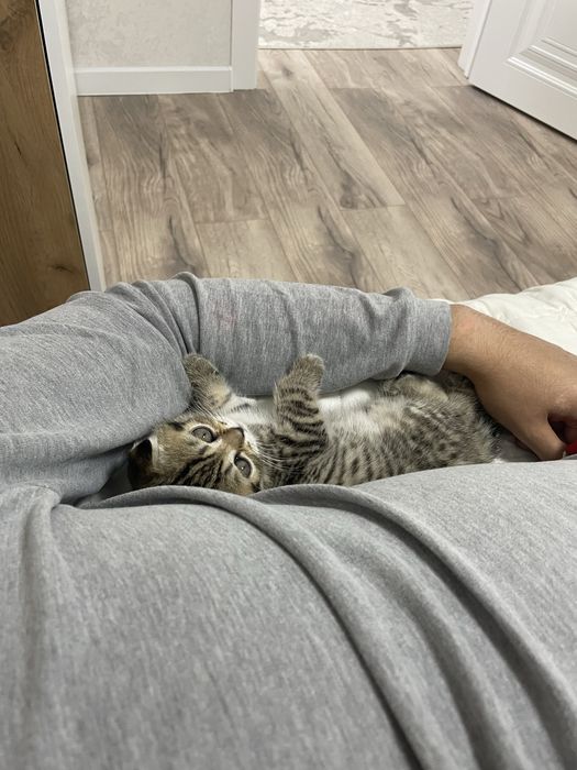 Продам котенка шотландскую