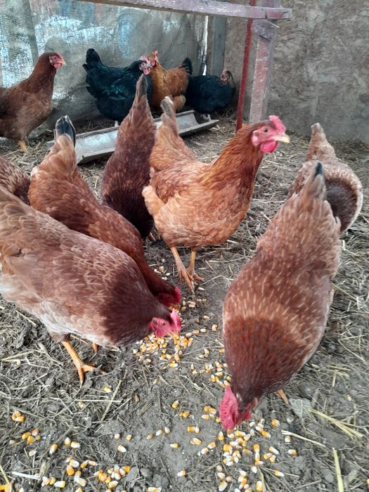 Gaini rasa mixta tinere 100lei