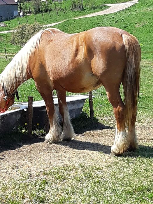 Vînd iapă gestantă