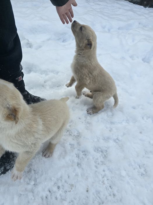 Щенки мальчики мать Хаски+лайка
