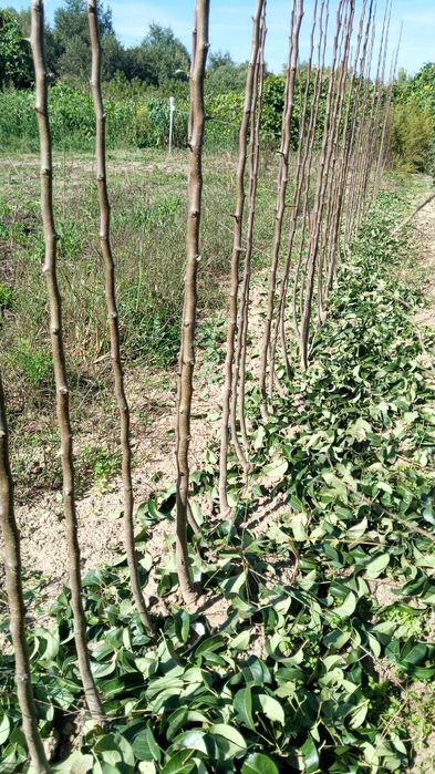 Pomi fructiferi de vânzare