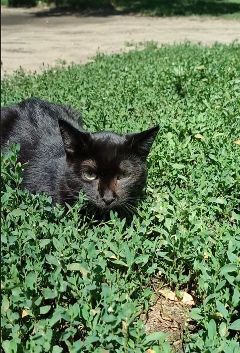 Кот, молоденький, ласковый.