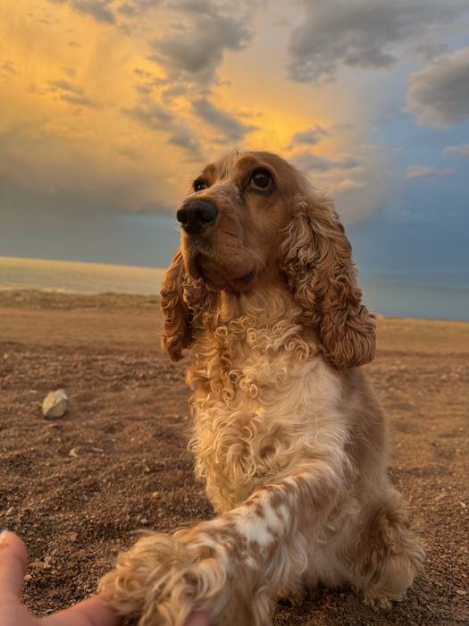 Вязка английский кокер спаниель