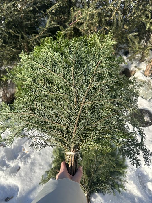 Веники для бани пихта и береза