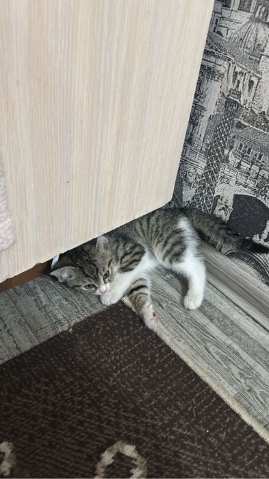 Кошка мальчик,табби окраса