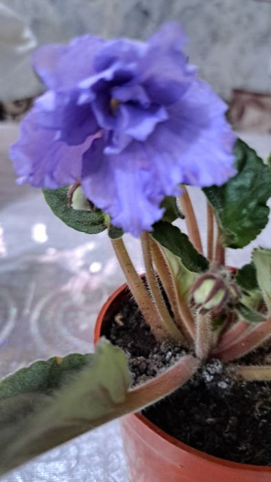 Продам комнатные Фиалки