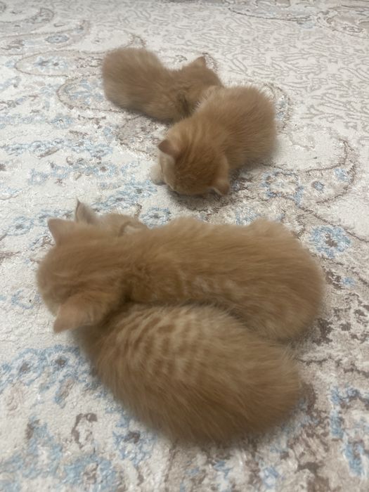 Продаются котята