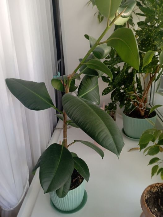 Продам цветы домашние фикус.