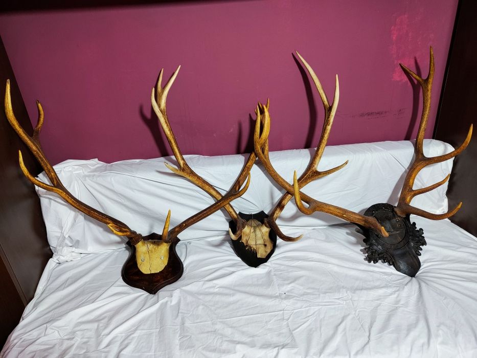 Vând coarne, trofee de cerb