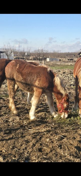 Manză Poloneză de  7 luni