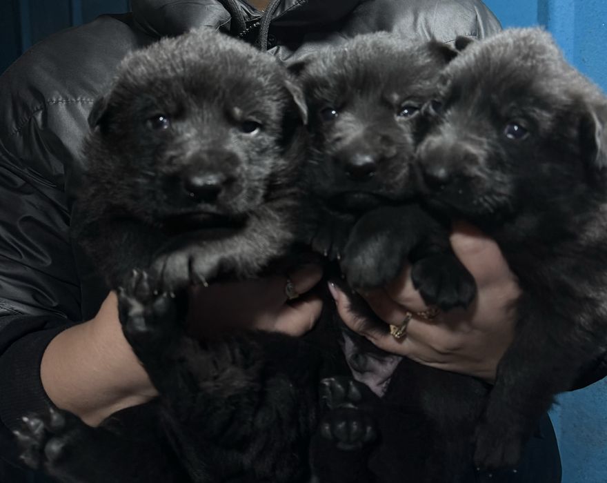 Предлагаются по ранней брони