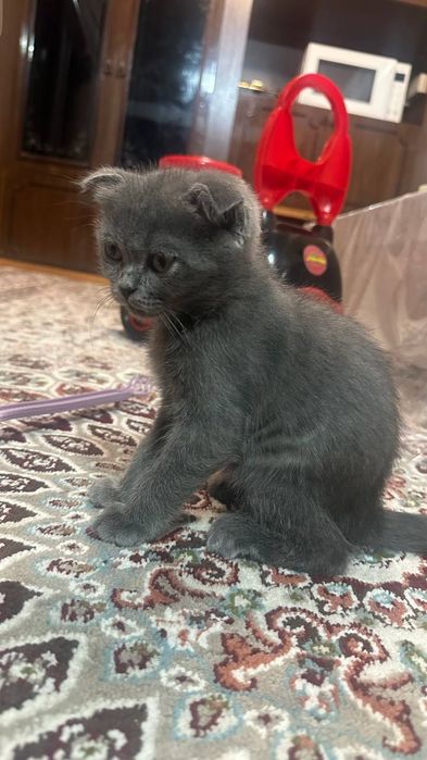 Mushuk sotaman Scottish Fold,Scottish Straight