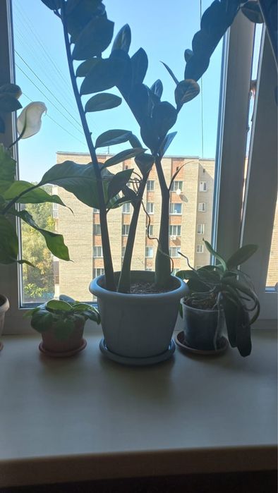 Замиокулькас (Долларовое дерево)