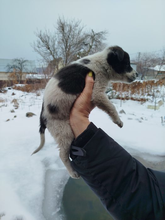 Щенки метисы отдам бесплатно!
