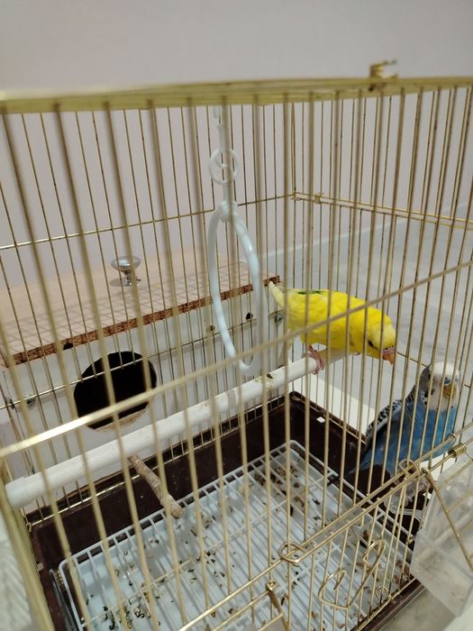 Волнистые попугай