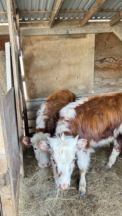Баспактар сатылады      .