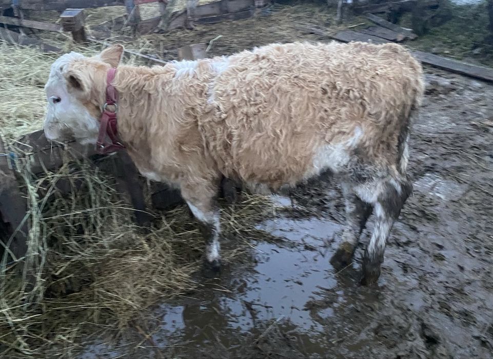 De vanzare 4 vitele și 4 tauri