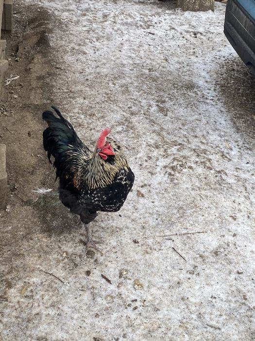 Vand cocosi brahma si de curte