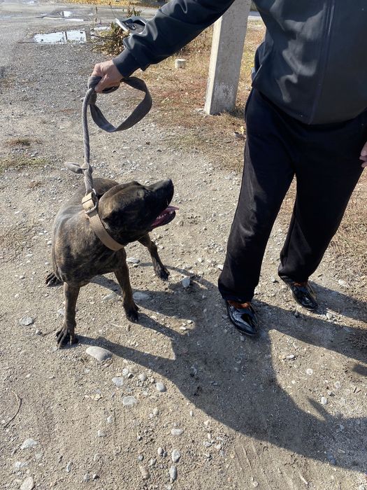 Срочно продается Питбуль