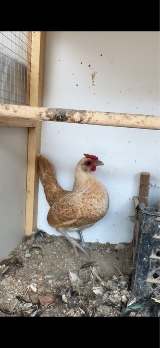 Sibrayt shamua sotiladi 1+2