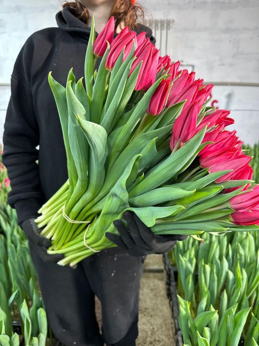 Тюльпаны цветы на праздники 8 мартах